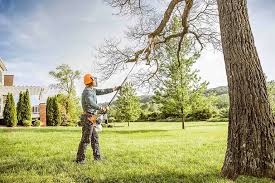 Leaf Removal in Anza, CA