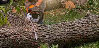 Reliable Anza, CA Tree Services Solutions