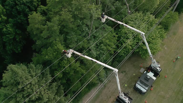 How Our Tree Care Process Works  in  Anza, CA